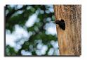 20-HM02709-pic noir-dryocopus martius